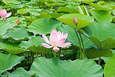 《星空》新MOD优化脚本提高游戏整体性能表现